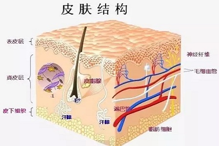 為什么瘦人也會(huì)有“肥胖紋”？