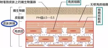 據(jù)說62%的人不知道，原來自己是敏感肌