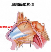隆鼻術(shù)醫(yī)院哪些專業(yè)靠譜，鼻中隔軟骨隆鼻價(jià)格是多少